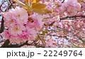 ぐんまフラワーパークに咲くサクラ 22249764