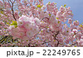 ぐんまフラワーパークに咲くサクラ 22249765