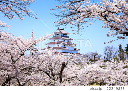 桜の鶴ヶ城 22249823