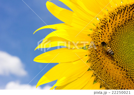 Insect bumblebee collects nectar from a sunflower Insect bumblebee collects nectar from a sunflower 22250021