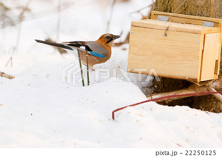 ミヤマカケス-Eurasian jay 22250125