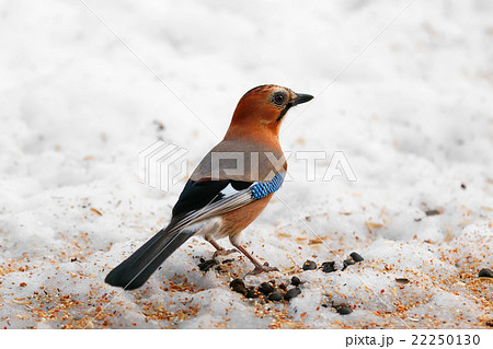 ミヤマカケス-Eurasian jay 22250130
