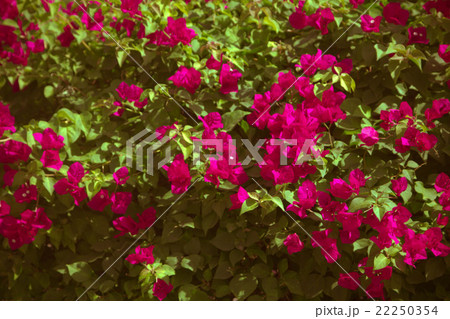 bougainvillea bougainvillea 22250354