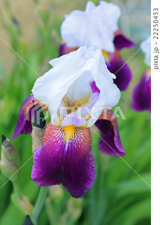 ジャーマンアイリス 22250453
