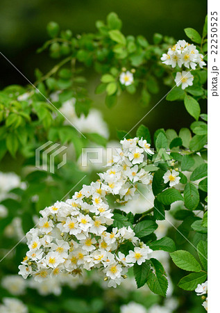 ノイバラ 22250525