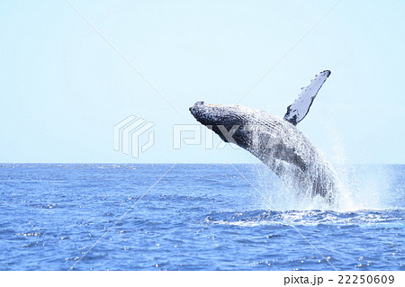 小笠原のザトウクジラ 22250609