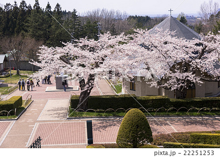函館・桜満開のトラピスチヌ修道院 函館・桜満開のトラピスチヌ修道院 22251253