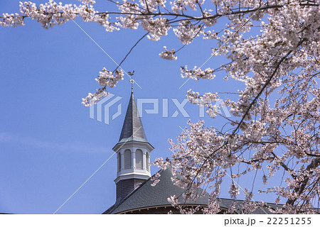 函館・桜満開のトラピスチヌ修道院 22251255