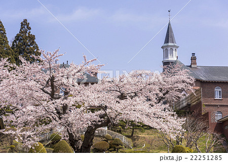 函館・桜満開のトラピスチヌ修道院 22251285