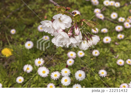 野草の花 野草の花 22251432
