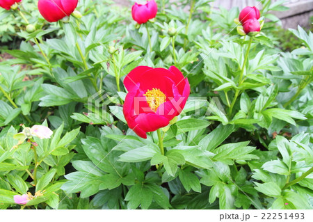 シャクヤクの花 シャクヤクの花 22251493