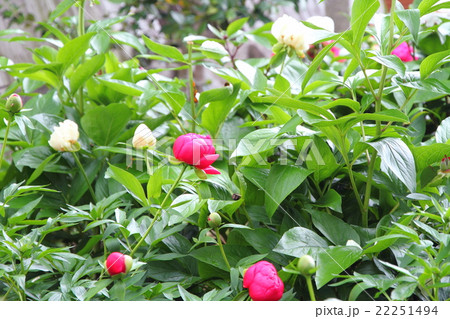 シャクヤクの花 シャクヤクの花 22251494