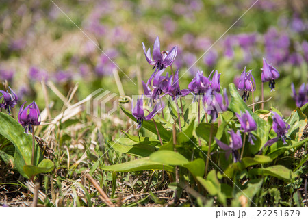 早春の里山にカタクリの花 早春の里山にカタクリの花 22251679