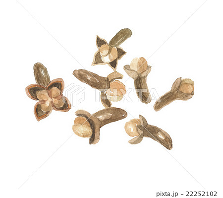 チョウジ　クローブ 22252102