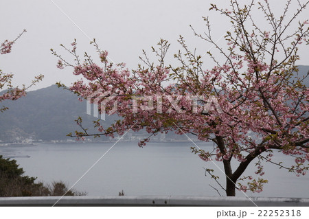 海の見える桜  22252318