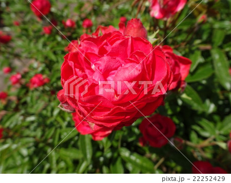 バラ バラ 22252429