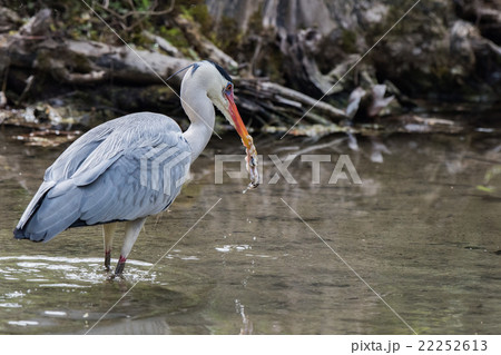 Blue black heron portrait while hunting 22252613