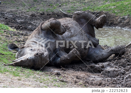 african white rhino portrait while relaxing african white rhino portrait while relaxing 22252623