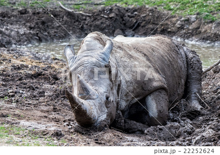 african white rhino portrait while relaxing 22252624