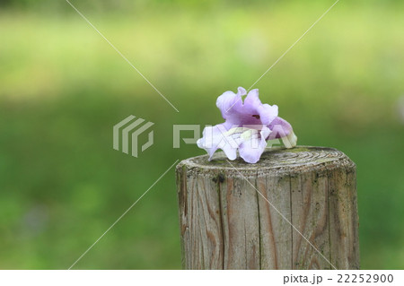 キリの花 キリの花 22252900