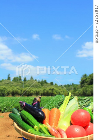 夏空と夏野菜 22252917