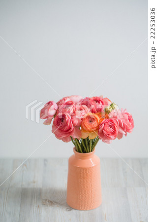 bunch of pale pink ranunculus persian buttercup bunch of pale pink ranunculus persian buttercup 22253036