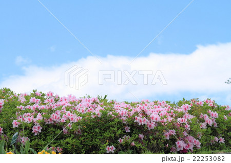 春の公園 ツツジの花 春の公園 ツツジの花 22253082