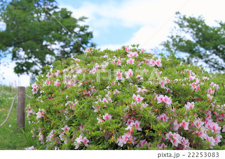 春の公園 ツツジの花 春の公園 ツツジの花 22253083