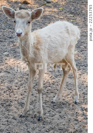 Poor lamb 22253765