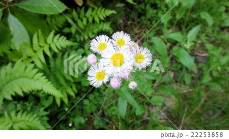 白い野花の写真素材