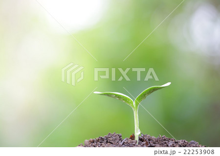 Growing plant 22253908