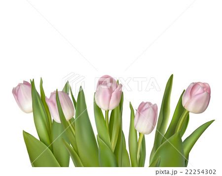 Tulips isolated on white. EPS 10 Tulips isolated on white. EPS 10 22254302