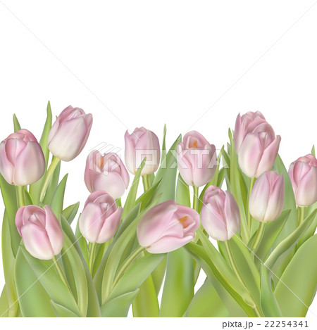 Tulips isolated on white. EPS 10 22254341