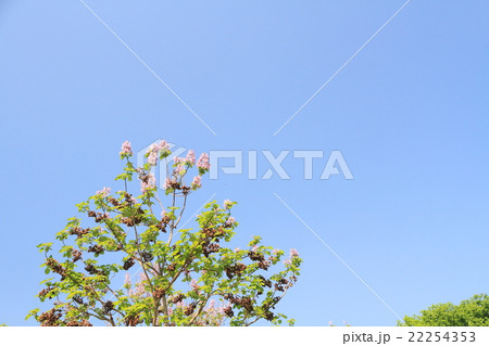 新緑の公園 キリの花 新緑の公園 キリの花 22254353