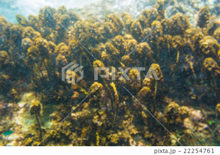 Coral reef in motion blurred underwater scene Coral reef in motion blurred underwater scene 22254761