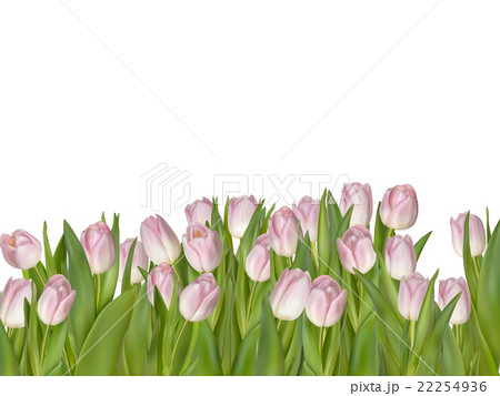 Pink tulips isolated on white. EPS 10 22254936