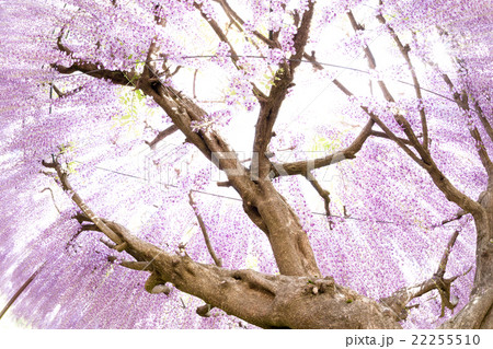 下から見上げる藤の花の写真素材