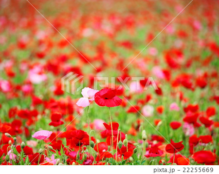 ポピー ポピー 22255669