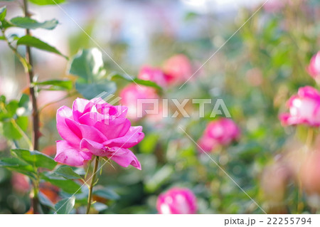 ピンクのバラ ピンクのバラ 22255794