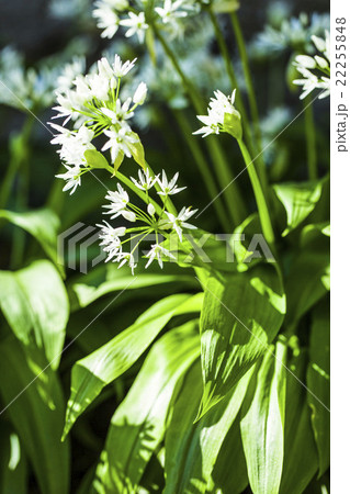 wild garlic with white blooms wild garlic with white blooms 22255848