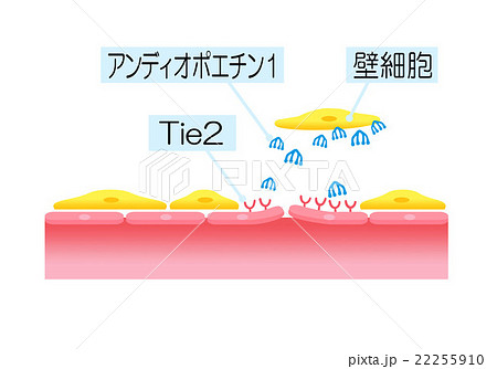 血管のアンチエイジング　アンジオポエチン・Tie2・壁細胞の働き１ 22255910