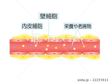血管のアンチエイジング 若く健康な血管 血管のアンチエイジング 若く健康な血管 22255913