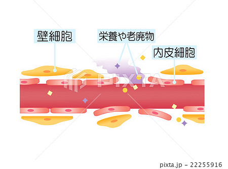 血管のアンチエイジング　老化した血管 22255916