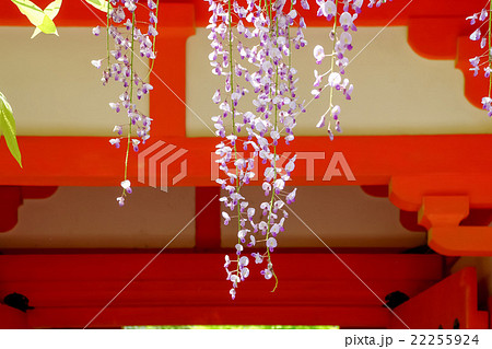 春日大社・砂ずりの藤 春日大社・砂ずりの藤 22255924