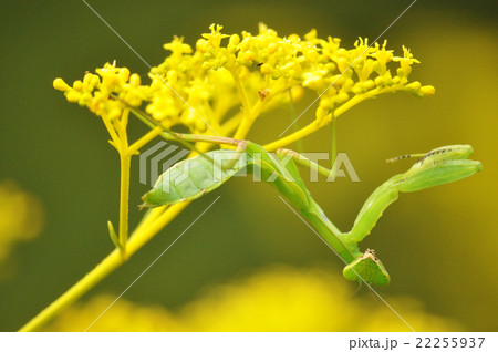 イナバウアーするカマキリと女郎花 22255937