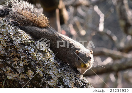 鎌倉瑞泉寺のリス 22255939
