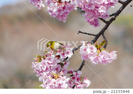 河津桜 松田山 メジロ 河津桜 松田山 メジロ 22255946