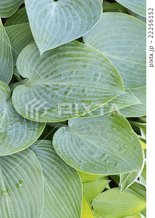 ギボウシ(ハルシオン) ギボウシ(ハルシオン) 22256152