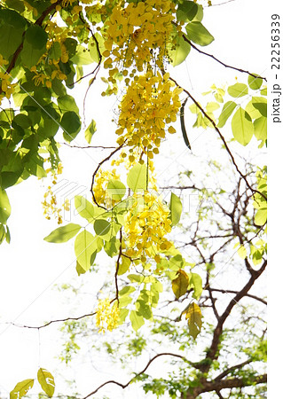 Golden Shower（ゴールデンシャワー） 22256339