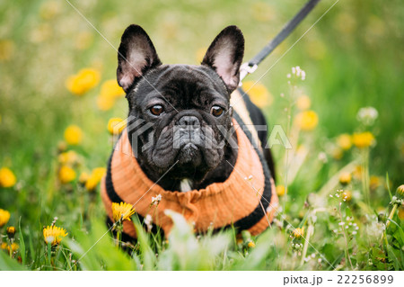 Young Black French Bulldog Dog In Green Grass 22256899